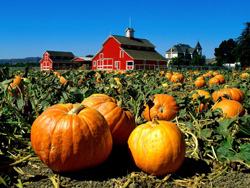 It's Pumpkin Season! Recipes for clean eating and athletic training.